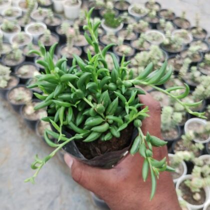 Senecio Herreianus (String of Bananas)