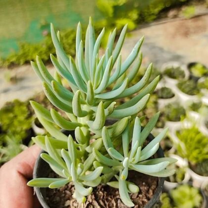 Senecio Vitalis Succulent Plant
