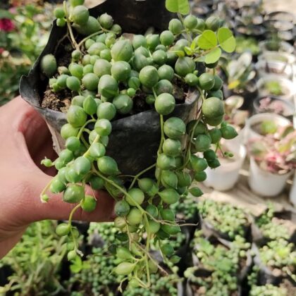 String of Pearls Succulent Plant