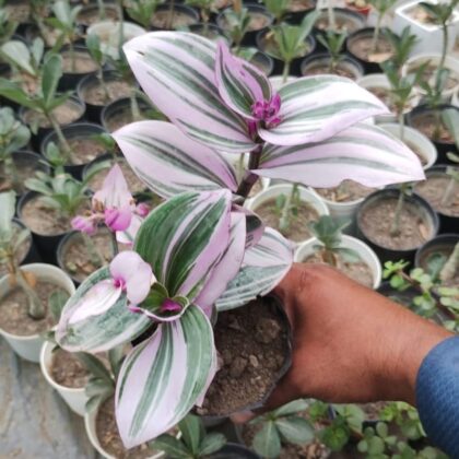 Tradescantia 'Spiderwort' Succulent Plant