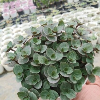 Turtle Vine (Callisia repens) Succulent Plant