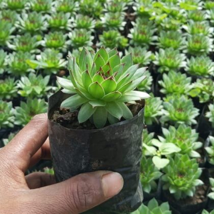 golden Luck Succulent Plant
