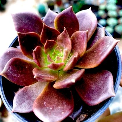 Vishnu Kamal Succulent Plant (Bare Rooted)