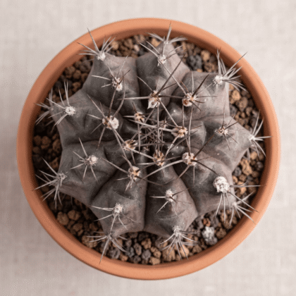 Gymnocalycium Mihanovichi Cactus Plant